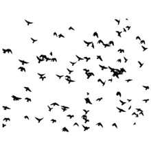 Vector Silhouette Of Birds Freedom On White Background