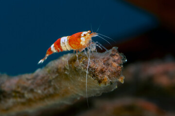 Poster - Red Crystal Shrimp in Freshwater Aquarium