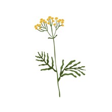 Wild Tansy Flower. Golden Buttons Plant. Botanical Drawing Of Cow Bitter Wildflower. Blooming Floral Herb With Stem. Tanacetum Vulgare. Colored Flat Vector Illustration Isolated On White Background