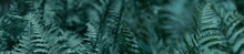 Panorama Fern Leaves On A Green Background.