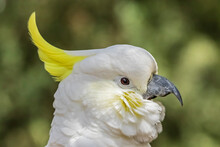 Portrait Of Sulphur-crested Cockatoo (Cacatua Galerita)