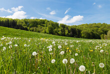 Wildflower Meadow With Dandelions At Urft Valley