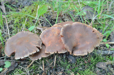 Poster - Edible mushrooms (Entoloma clypeatum)