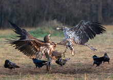 Two White-tailed Eagles (Haliaeetus Albicilla) Fighting Among Other Birds