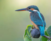 Common Kingfisher Rests On The Edge Of A Tree