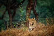 Wild Male Leopard Or Panther Resting In Winter Natural Green Background In Forest Of Central India - Panthera Pardus Fusca