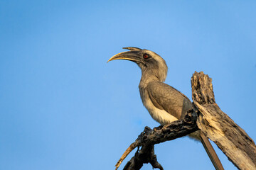 Wall Mural - indian grey hornbill or Ocyceros birostris portrait perched at keoladeo national park or bharatpur bird sanctuary rajasthan india