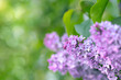 Umbels of light purple lilac blossoms (Syringa vulgaris). Space for text