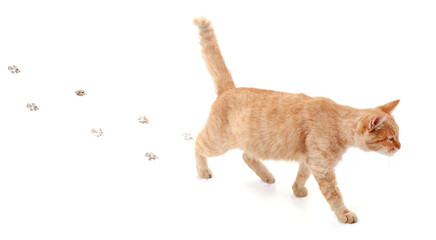 Red cat walking leaving footprints.