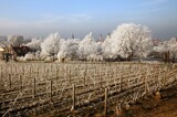 Fototapeta Niebo - Zielona Góra Zimą- Winnica