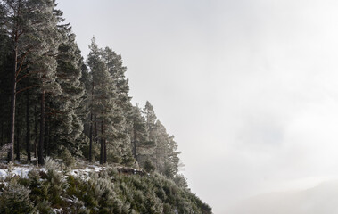 Snow-covered landscape at Christmas time at the Schluchsee in the Upper Black Forest, Germany