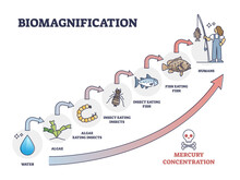 Biomagnification With Toxic And Poisonous Mercury Concentration Outline Diagram. Labeled Educational Dangerous Food Chain Gradual Contamination From Algae, Insects, Fish To Humans Vector Illustration.