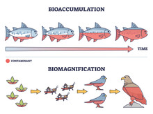 Bioaccumulation Vs Biomagnification Toxic Poisoning Process Outline Diagram. Labeled Educational Environmental Danger Chain With Nature Organisms, Fish And Birds Contamination Vector Illustration.
