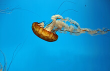 Sea Nettle - Baltimore National Aquarium