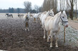 White horses in the national stud farm in Kladruby
