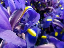 Iris Flower Closeup