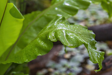 Wall Mural - Close to a thick juicy leaf of an exotic plant in a greenhouse