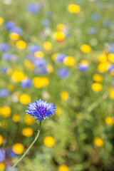 Poster - Close-up of a blue blooming cornflower in the foreground of a Dutch field border to promote biodiversity. Bright yellow flowers bloom in the background. It's a sunny day in springtime.