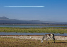 Africa, Kenya, Amboseli National Park, Zebra Grazing By Pond