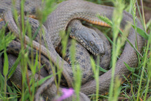Common Snake (Natrix Natrix) In The Grass. Mating Time In Spring In The Meadow.