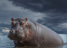 Botswana, Chobe National Park, Hippo In Swamp