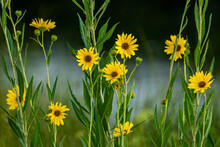 Close-up Of Yellow Wildflowers