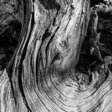 Weathered Trunk Of Tree In Sawtooth National Forest
