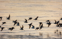 Flock Of Sandpiper Birds Flying Low Over The Shoreline During Golden Hour