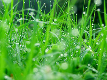 Drops On Grass
