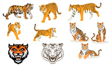 10 Wild Tiger Collection And 1 Vector Group