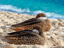 Blue Winged Teal Duck With It's Head Facing Into Body On The Beach In The U.S. Virgin Islands