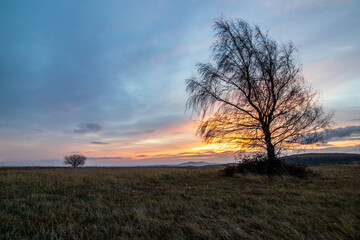 Wall Mural - sunrise in the field