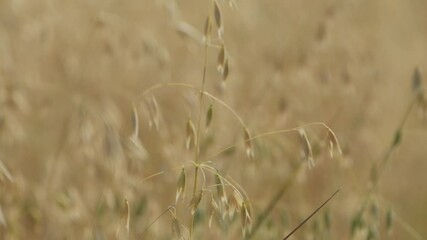 Fotomurales - Ripe oat crops in field ready for harvest