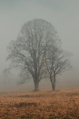 Wall Mural - tree in fog