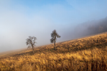 Wall Mural - misty morning in the field