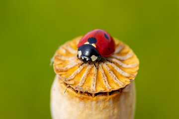 Wall Mural - Ladybug on the leaf in the garden