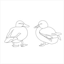Wild Ducks Sketch.Image On White And Colored Background.Pattern.Vector.