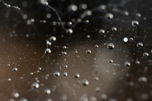 Natural Background With Spiderweb.Abstract Backdrop Of Thin Wet Web With Macro Water Droplets On It