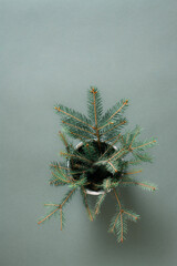 The green concept. Bouquet of fir branches in a pot on a green background. Vertical view