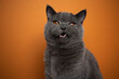 british shorthair blue cat making funny face looking angry or upset with mouth open on orange background