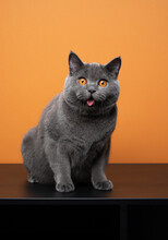 Exhausted British Shorthair Blue Cat Sitting On Black Table Looking At Camera With Mouth Open Panting