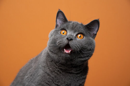 funny british shorthair cat portrait looking shocked or surprised on orange background with copy spa