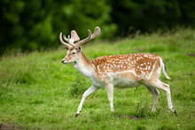  Fallow Deer In Vibrant Green Parkland Running