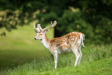  Fallow Deer In Vibrant Green Parkland