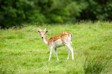 Wall Mural - young fallow deer in vibrant green parkland