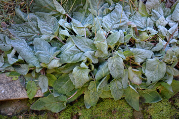 Wall Mural - sage flowers of this species are supported by large, sessile, broadly ovate bracts, which are pink, blue, purple or whitish with green edging