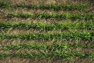 Wall Mural - rows of crops of winter wheat, top view