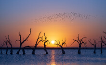Perfect Colorful Sunset With Water, Birds,  Plain Horizon And Dry Trees In Carhué, Buenos Aires, Argentina
