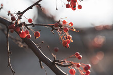 Closeup On A Bunch Of Wild Red Berries Growing On A Tree Branch In Winter, Set Off Against A White And Grey Background With Additional Bunches Of Blurred Red Berries