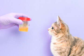 cute cat on a purple background gives a urine test, a hand in a rubber disposable glove holds a jar of urine,